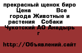 прекрасный щенок биро › Цена ­ 20 000 - Все города Животные и растения » Собаки   . Чукотский АО,Анадырь г.